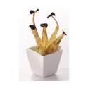 Consomme-Tpfchen quadratisch, 6 cm, weiss