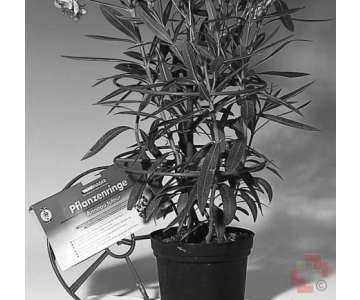 Windhager Pflanzenringe 30cm 3St