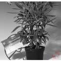 Windhager Pflanzenringe 40cm 3St