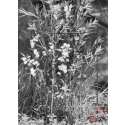 Windhager Staudenstzte 70x40cm grn