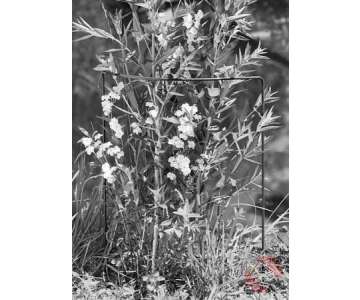 Windhager Staudenst�zte 70x40cm gr�n